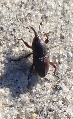 Sphenophorus necydaloides (J.C.Fabricius, 1802)