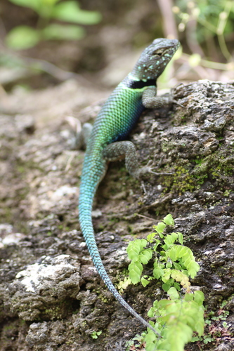 Buller's Spiny Lizard