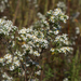 White Heath Aster - Photo (c) Eric Hunt, all rights reserved