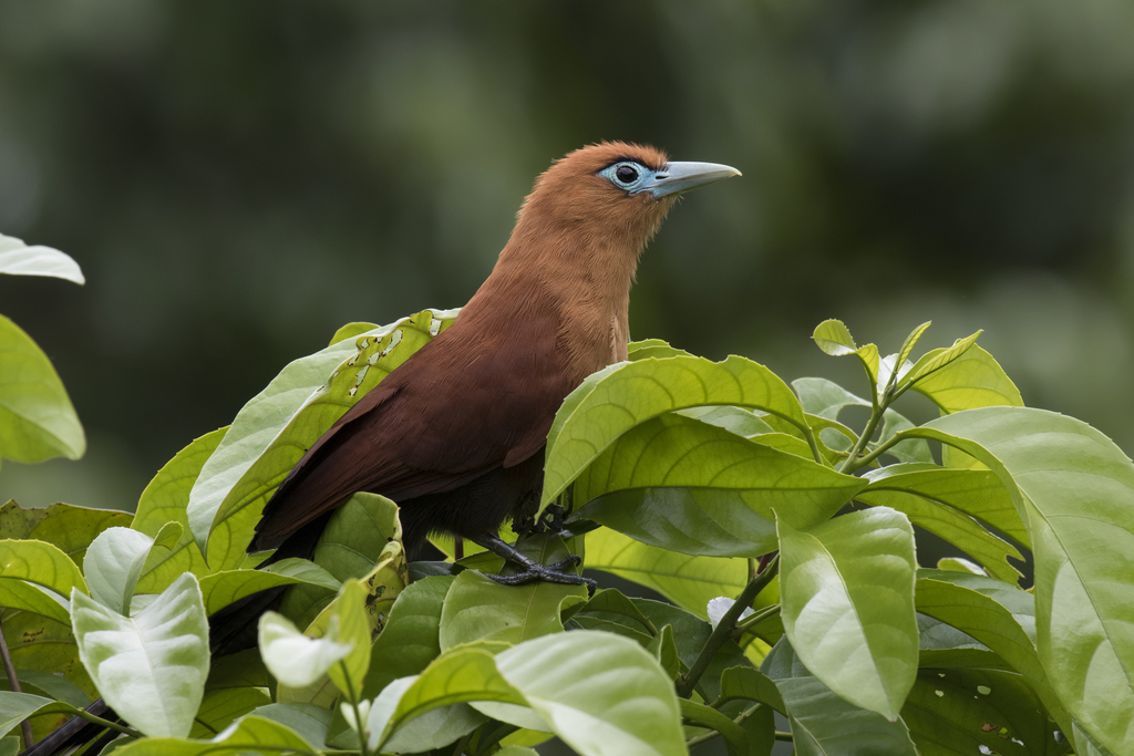 Raffles's Malkoha (Rhinortha chlorophaea) photo