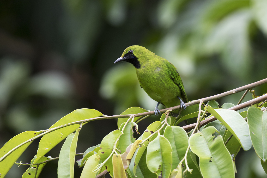 Lesser Green Leafbird (Chloropsis cyanopogon) photo