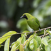 Lesser Green Leafbird - Photo (c) Chris Burney, all rights reserved, uploaded by Chris Burney