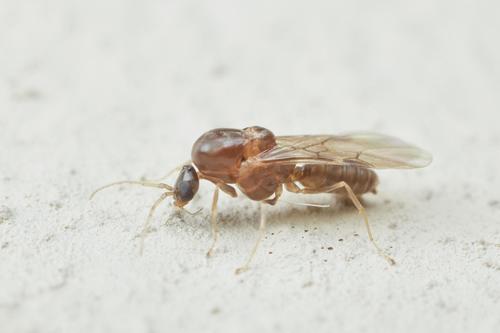 Argentine Ant