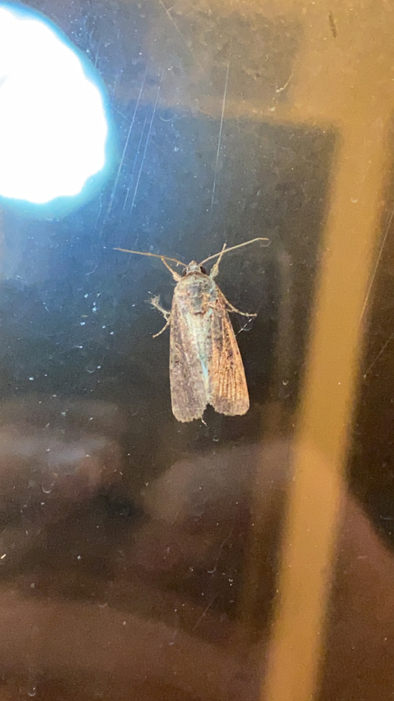Fall Armyworm Moth from Grafton on September 20, 2021 at 10:26 PM by ...