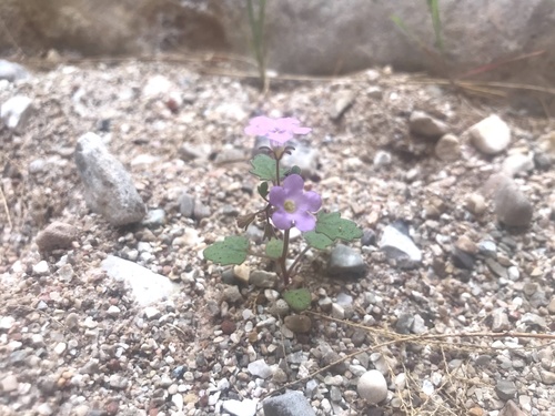 pennyroyal leaf phacelia (Phacelia glechomifolia)