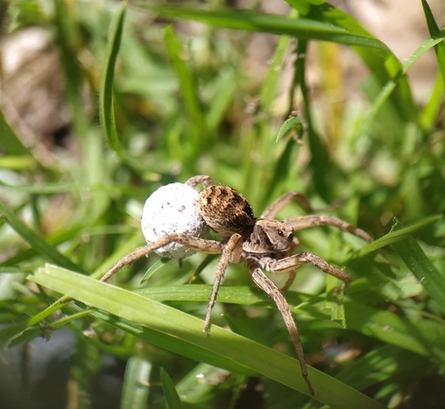 Western Variable Wolf Spider