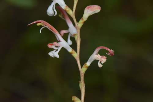 Zygotritonia nyassana