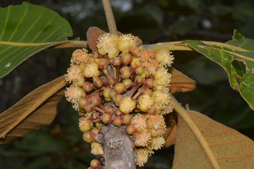 Uapaca robynsii