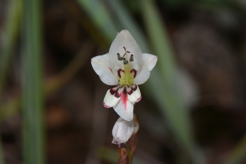 Gladiolus robiliartianus
