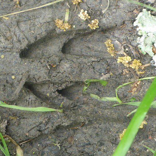 Deer Tracks – NatureTracking