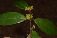  Salacia rhodesiaca