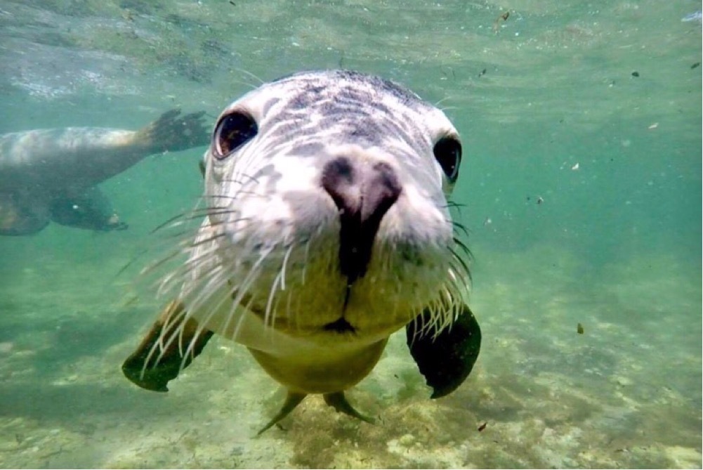 Australian Sea Lion