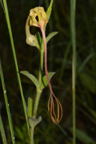 Ceropegia mirabilis