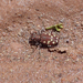 Navajo Tiger Beetle - Photo (c) Philipp Wickey, all rights reserved, uploaded by Philipp Wickey