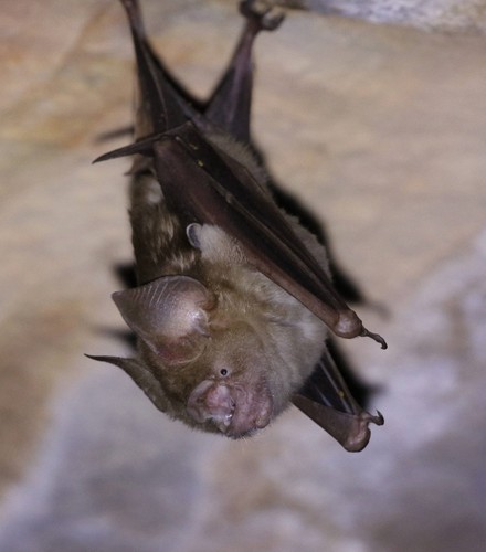 Arnhem Roundleaf Bat (Hipposideros inornatus) — Vulnerable Mammalia