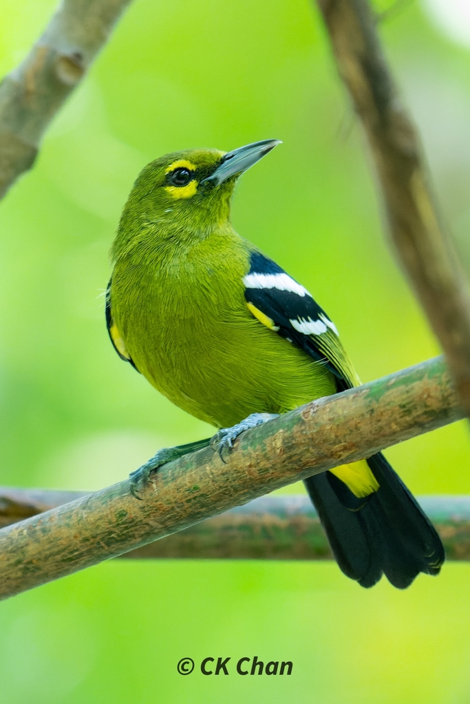 Green Iora photo