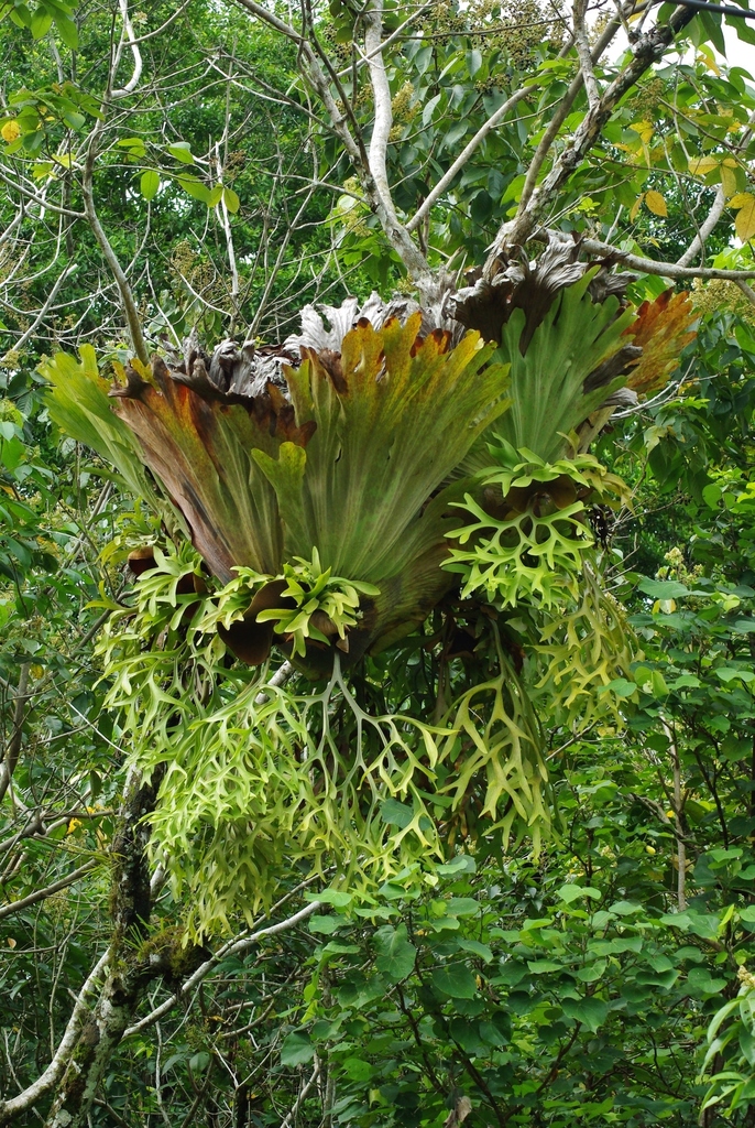 Platycerium coronarium · iNaturalist