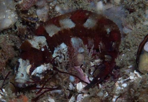 Clinus brevicristatus