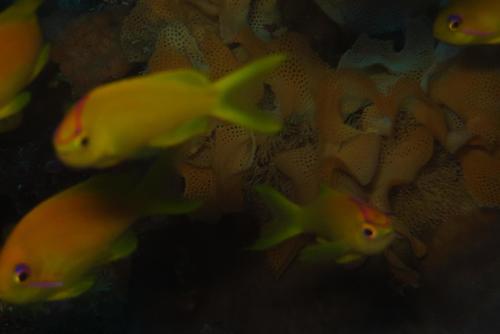 Pseudanthias bimarginatus