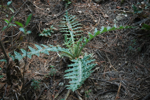 red thistle