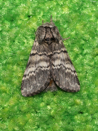 Lunar Marbled Brown