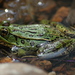 Transverse Volcanic Leopard Frog - Photo (c) Jorge Rojas S., all rights reserved, uploaded by Jorge Rojas S.