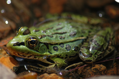 Transverse Volcanic Leopard Frog