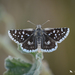 Small Checkered-Skipper - Photo (c) Gregory Greene, all rights reserved, uploaded by Gregory Greene