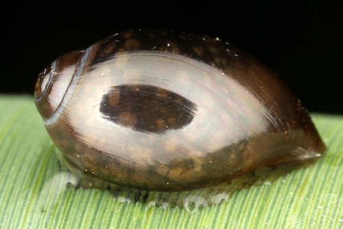 Common Bladder Snail