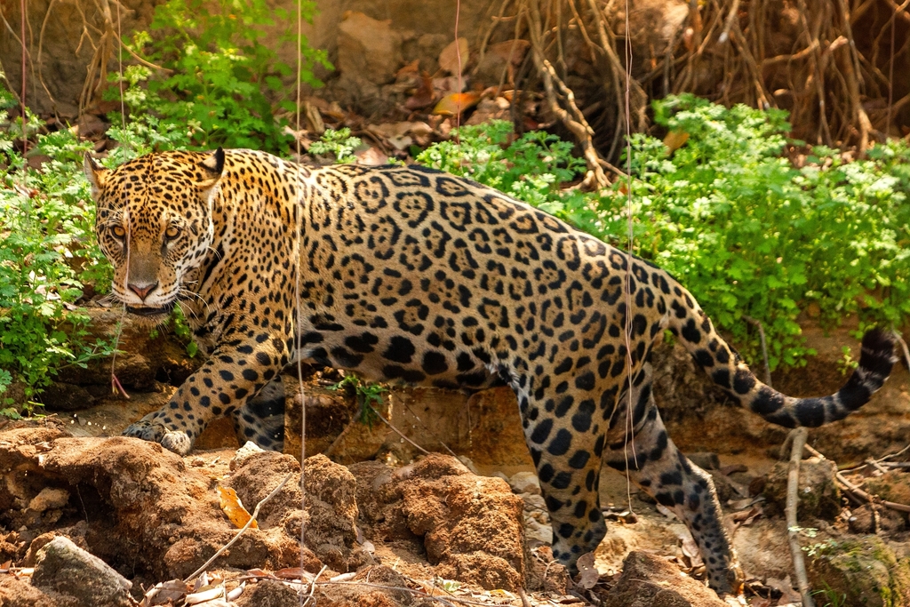 Jaguar (Panthera onca) · iNaturalist