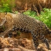 美洲豹 - Photo 由 Luis F. C. de Lima 所上傳的 (c) Luis F. C. de Lima，保留所有權利