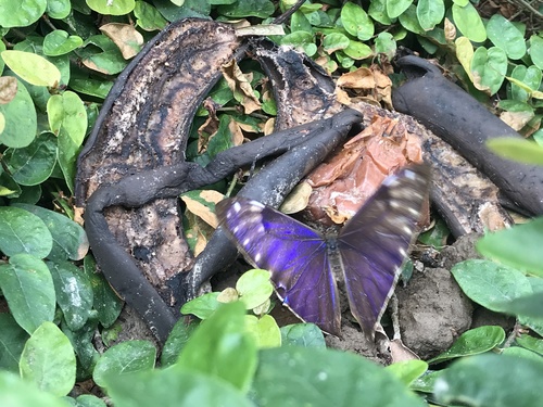 Aega Morpho (Morpho aega) · iNaturalist