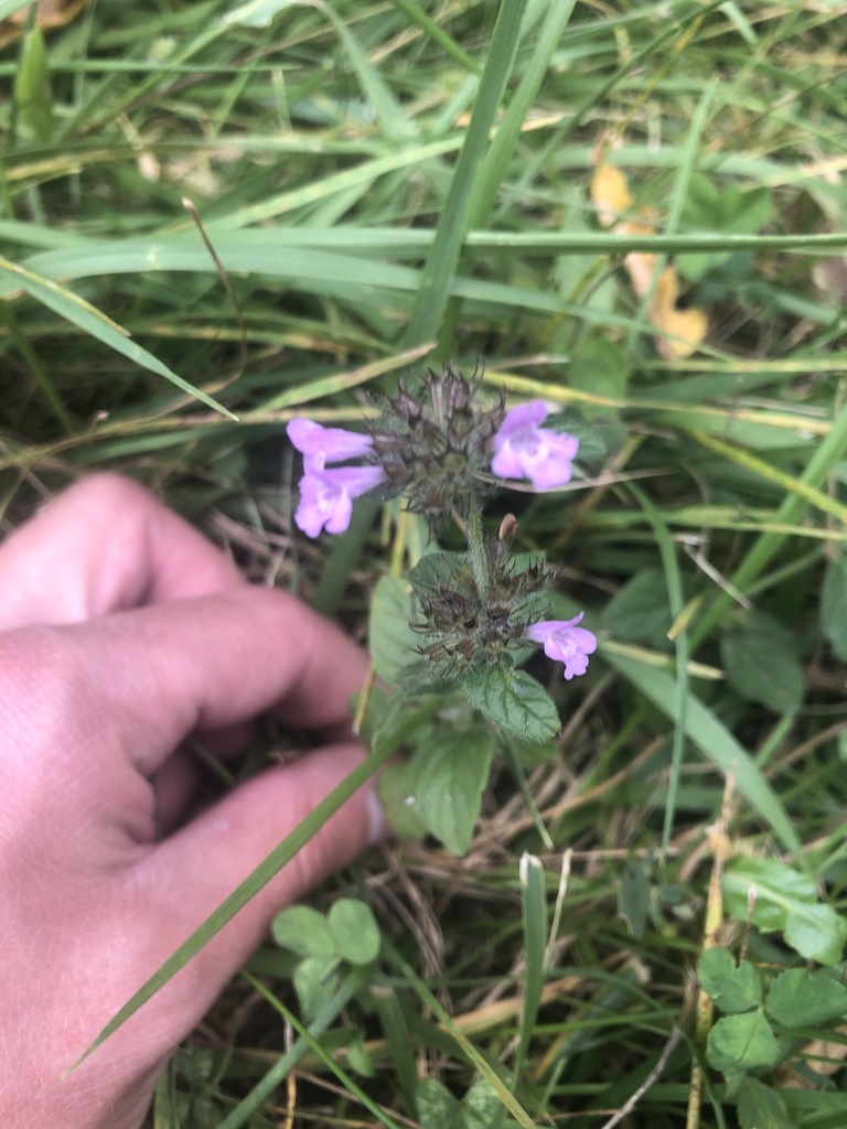 Wild Basil from Syracuse University, Syracuse, NY, US on September 21