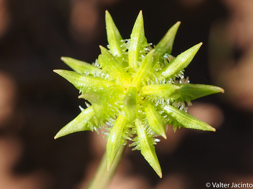 Rough-fruited buttercup