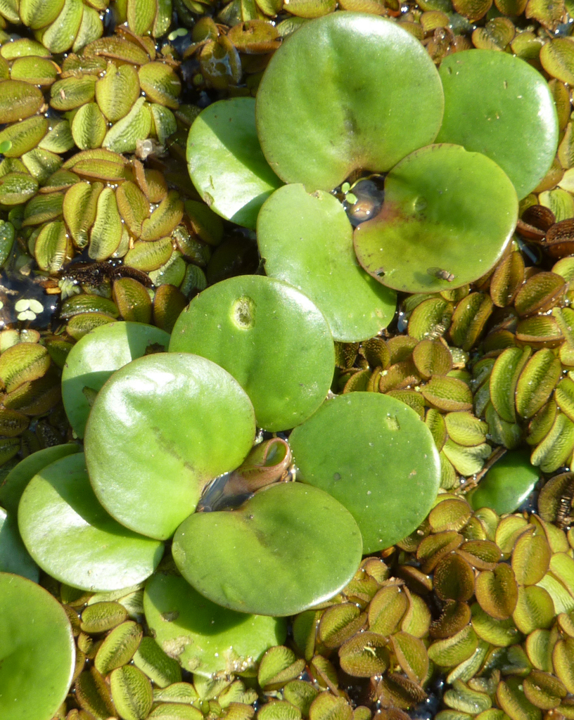 Bèo Nhật (Limnobium laevigatum)