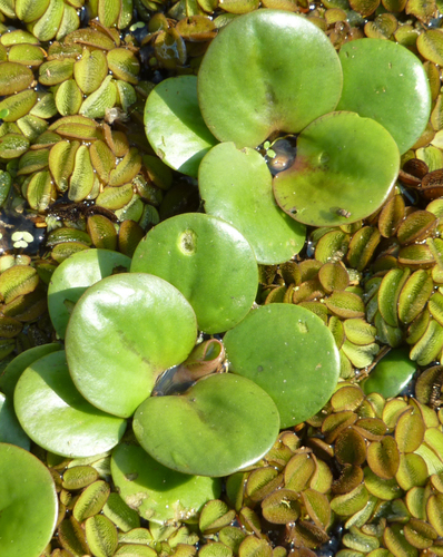 Limnobium laevigatum