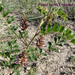 Glycyrrhiza squamulosa - Photo (c) Urgamal Magsar, all rights reserved, uploaded by Urgamal Magsar