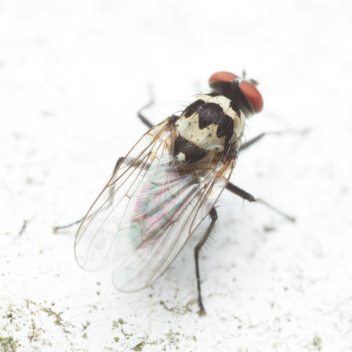 Anthomyia stuckenbergi