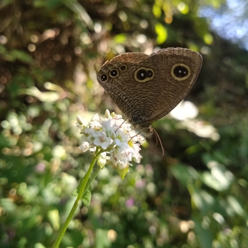 Himalayan Five-ring