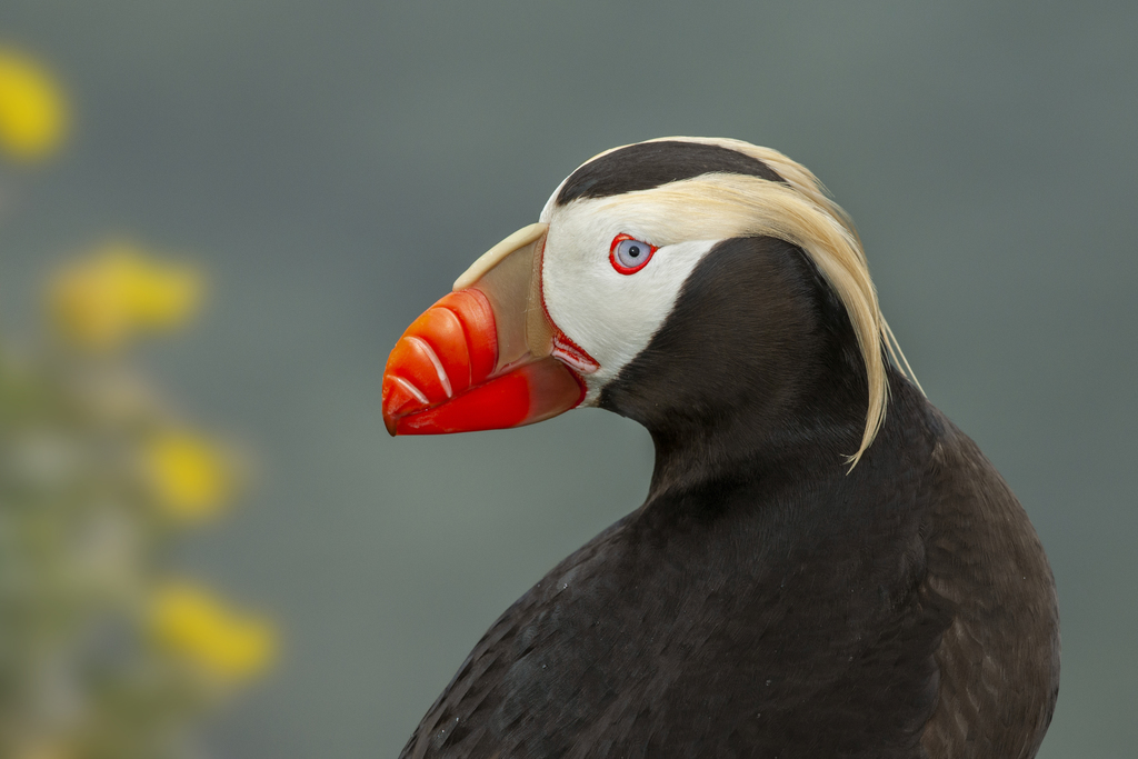 Tufted Puffin (Fratercula cirrhata) · iNaturalist Tufted Puffin (Fratercula cirrhata) · iNaturalist