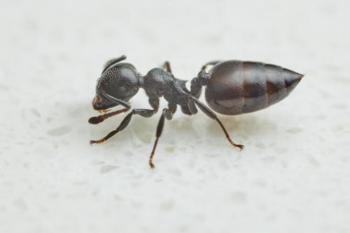 Crematogaster liengmeiCrematogaster liengmei