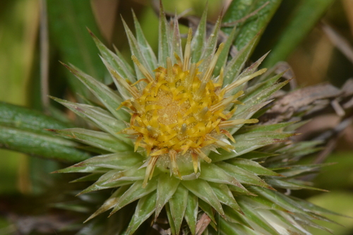 Stalkless Dollprotea (Macledium sessiliflorum)