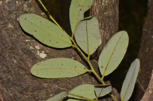 Batoka Diospyros
