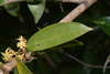 Cleistanthus polystachyus - Photo (c) Warren McCleland, all rights reserved, uploaded by Warren McCleland