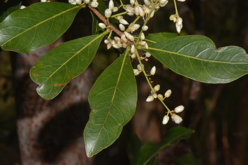 Phyllocosmus lemaireanus