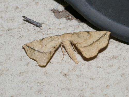 Geolyces rufescens