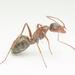 Shimmering Sugar Ant - Photo (c) Philip Herbst, all rights reserved, uploaded by Philip Herbst