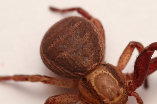 Double-banded Crab-spider