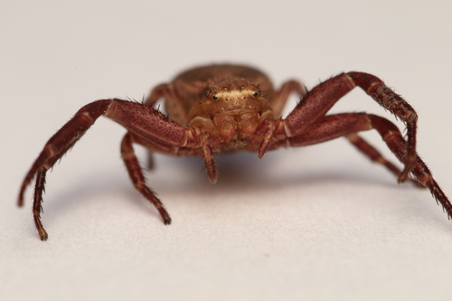Double-banded Crab-spider