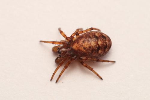 Carmine Orbweaver